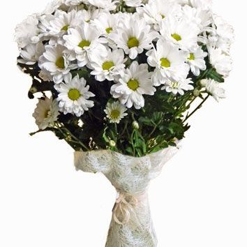 Chrysanthemum, wrapping