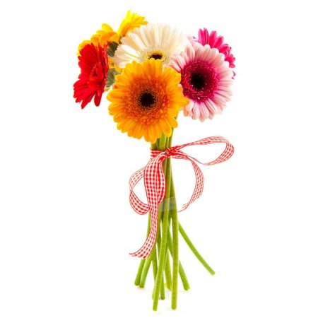 Gerbera, ribbon