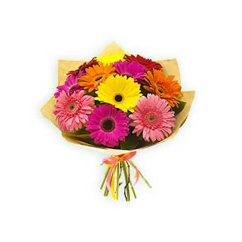 Gerbera, wrapping