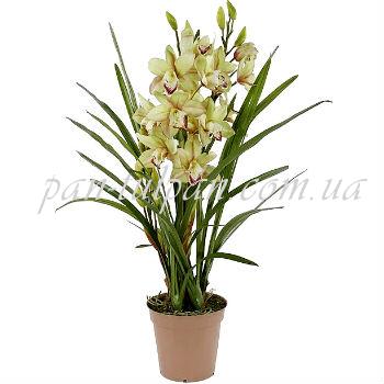 orchid (cymbidium)