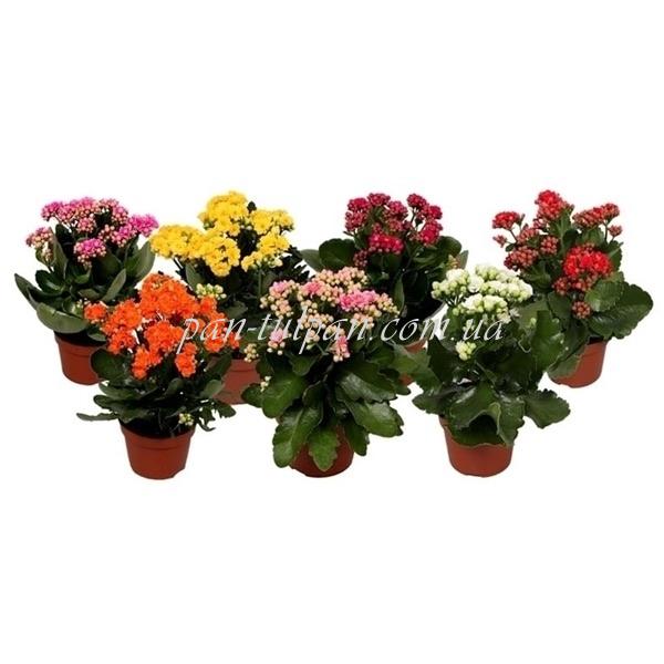 kalanchoe