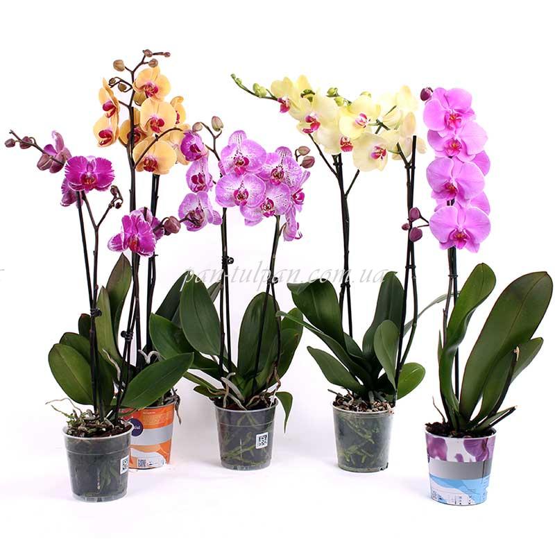 орхидея (фаленопсис)