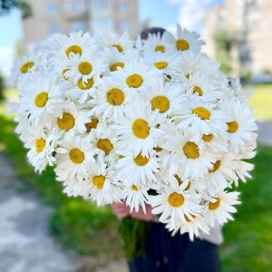 daisy by the piece, под ленту