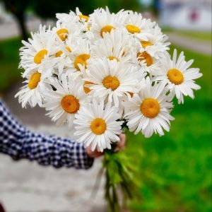 Chamomile, ribbon