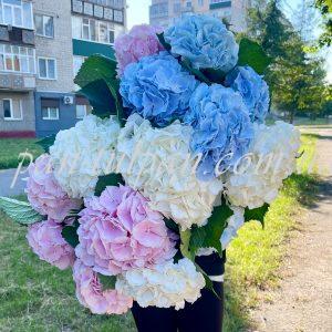 Гортензия by the piece