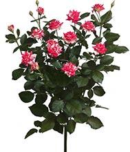 Файерворкс