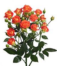 Фийеста Баблз