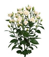 Крем Грация