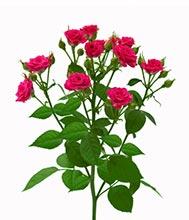 Лавли Лидия