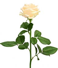 Пич Аваланч
