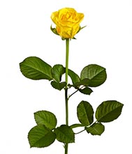 Пенни Лейн