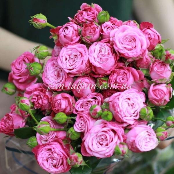 Леди Бомбастик